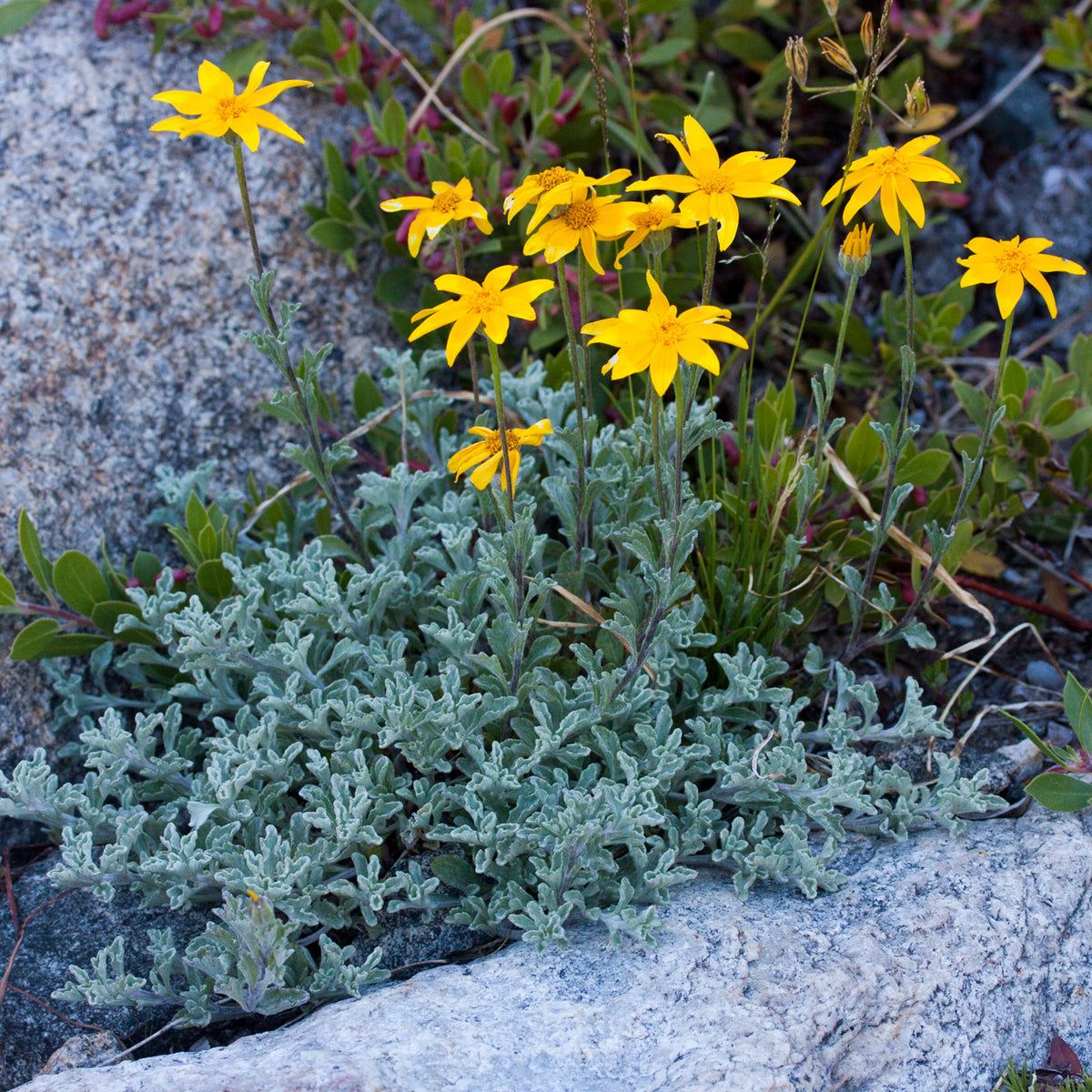 "Eriophyllum lanatum integrifolium" by Ken-ichi Ueda is licensed under CC BY 4.0. To view a copy of this license, visit http://creativecommons.org/licenses/by/4.0/?ref=openverse.
