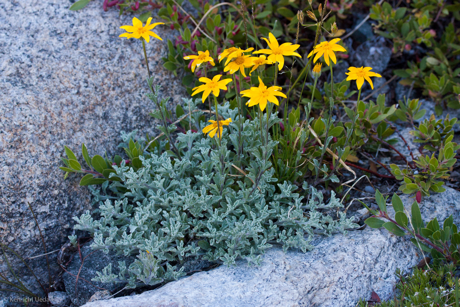 "Eriophyllum lanatum integrifolium" by Ken-ichi Ueda is licensed under CC BY 4.0. To view a copy of this license, visit http://creativecommons.org/licenses/by/4.0/?ref=openverse.
