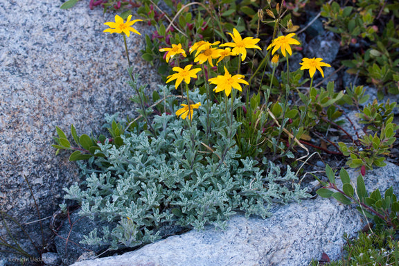 "Eriophyllum lanatum integrifolium" by Ken-ichi Ueda is licensed under CC BY 4.0. To view a copy of this license, visit http://creativecommons.org/licenses/by/4.0/?ref=openverse.
