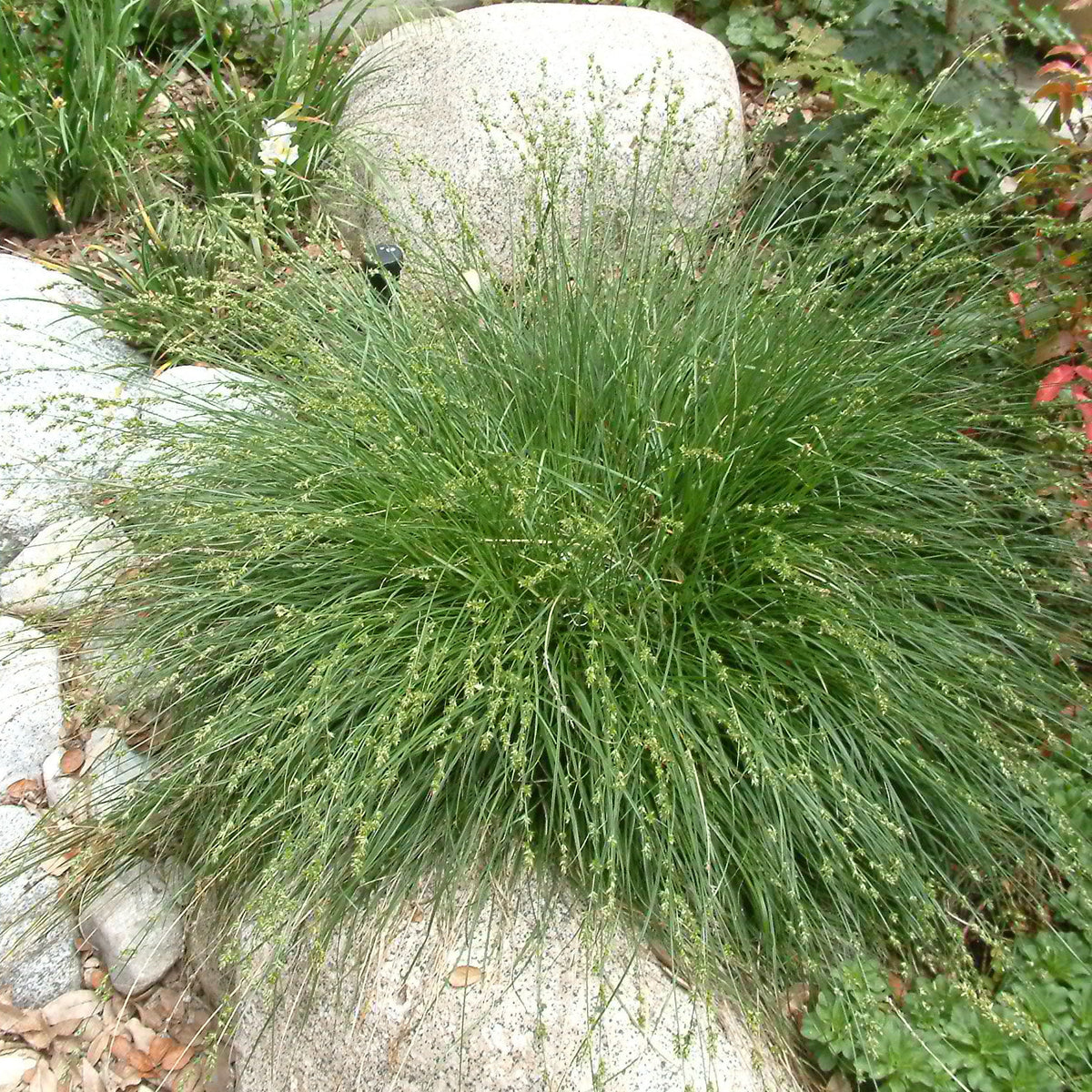 Quane California Meadow Sedge - Native Lawn Alternative | Carex pansa – The ...