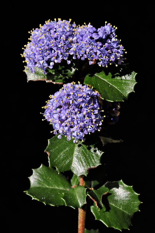 "Ceanothus gloriosus gloriosus" by Jeff Bisbee is licensed under CC BY-NC 4.0.