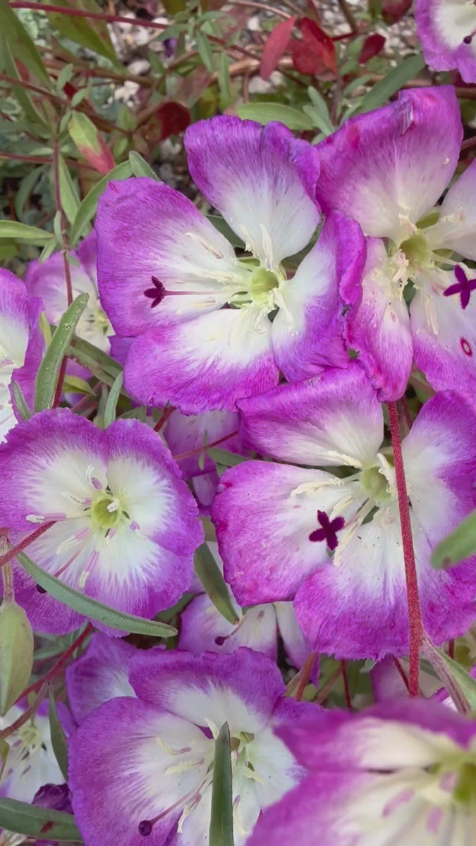Pismo Clarkia