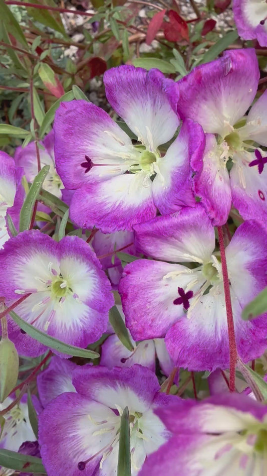 Pismo Clarkia