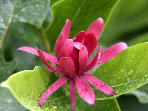 "Calycanthus occidentalis" by Scott Zona is licensed under CC BY-NC 2.0.