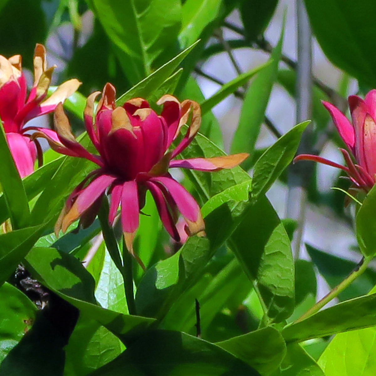 "J20160519-0048—Calycanthus occidentalis—RPBG (27159616101)" by John Rusk from Berkeley, CA, United States of America is licensed under CC BY 2.0.