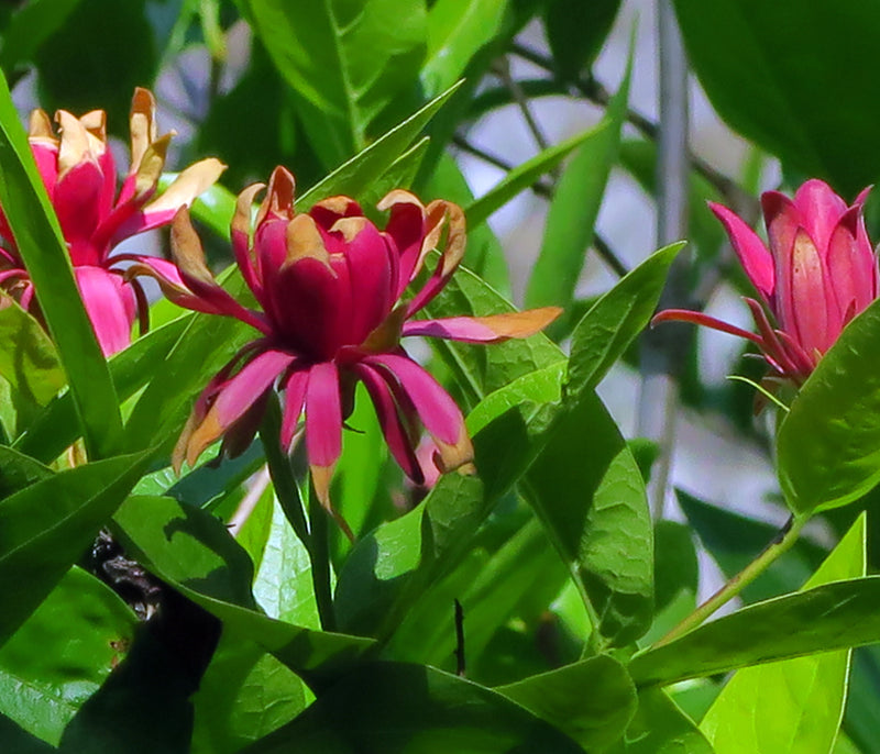 "J20160519-0048—Calycanthus occidentalis—RPBG (27159616101)" by John Rusk from Berkeley, CA, United States of America is licensed under CC BY 2.0.