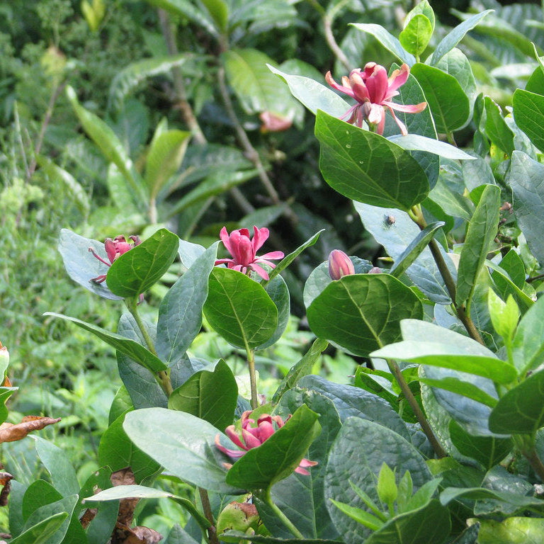 "Calycanthus occidentalis" by peganum is licensed under CC BY-SA 2.0.